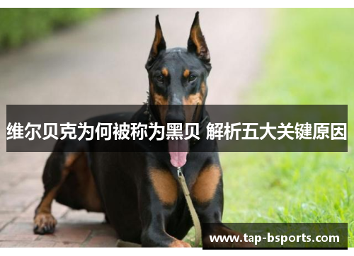 维尔贝克为何被称为黑贝 解析五大关键原因